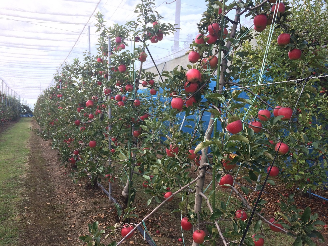 阪本観光りんご園