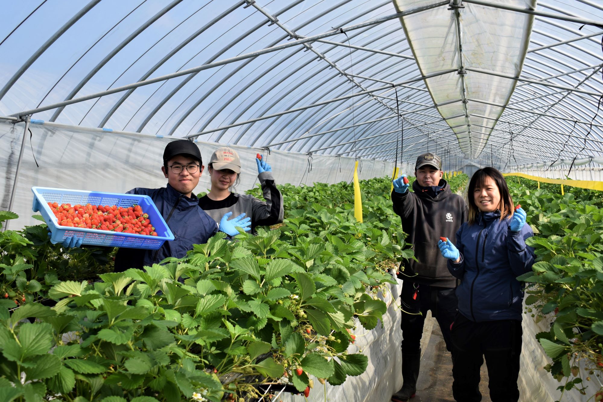 イチゴ産地化地域おこし協力隊
