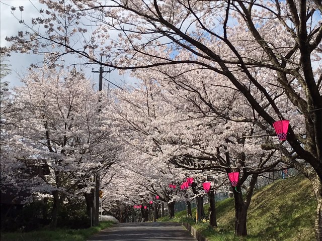 春には桜の名所！の画像