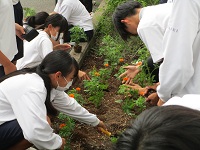 中学校花壇1