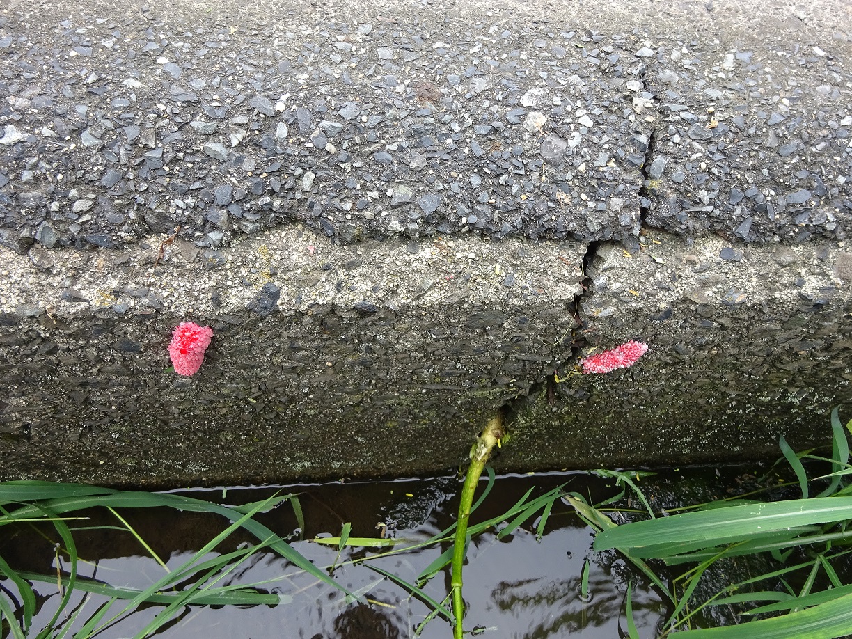 植物の茎や葉、側溝などのコンクリート壁にも産み付けます。の画像1