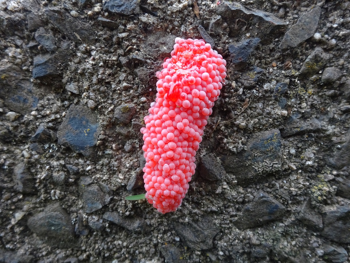 植物の茎や葉、側溝などのコンクリート壁にも産み付けます。の画像2