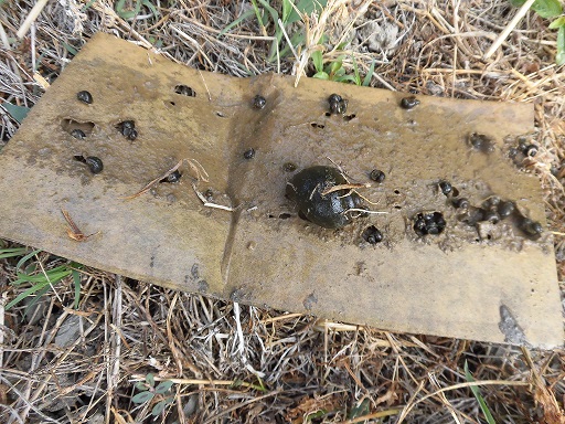 ダンボールを水田に入れると集まってきます。の画像