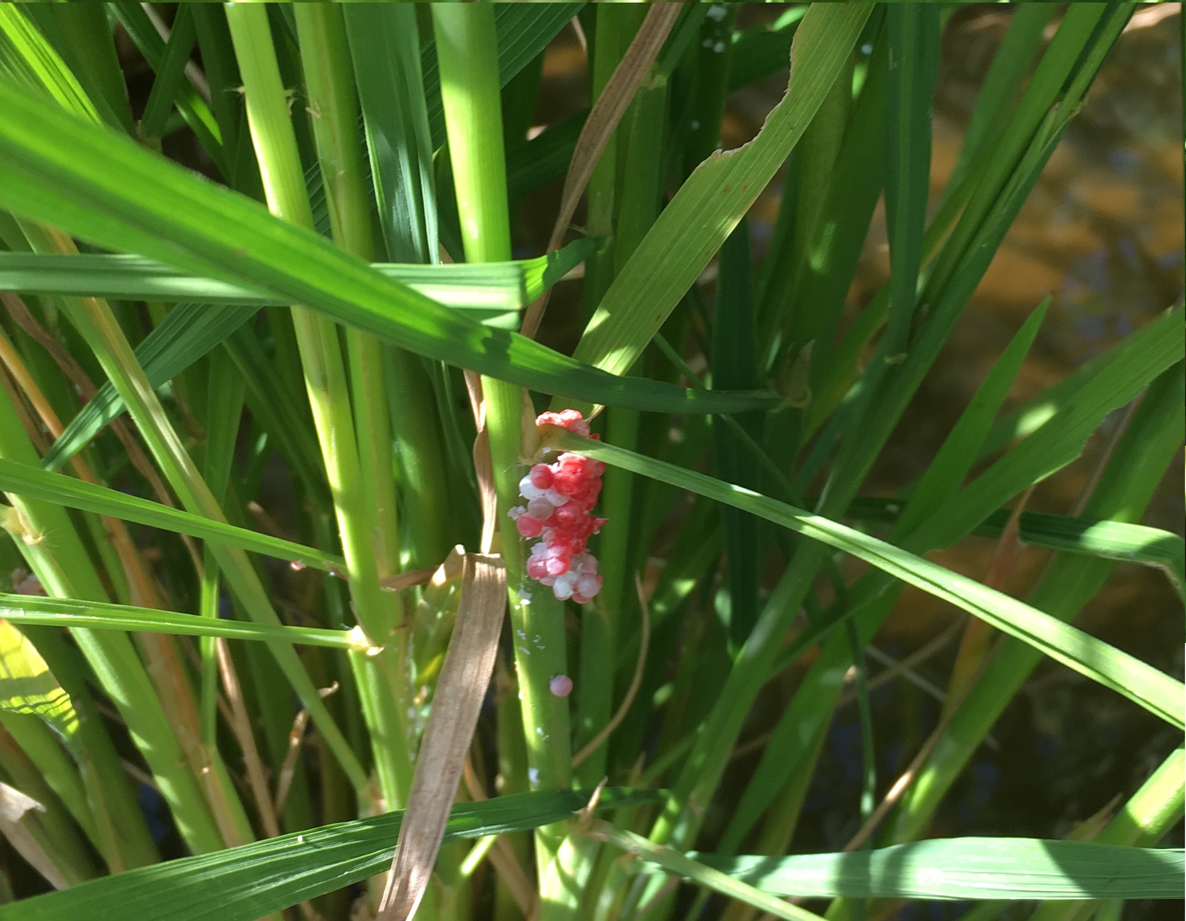 卵の色が白色に変わってくると、孵化が近い。の画像