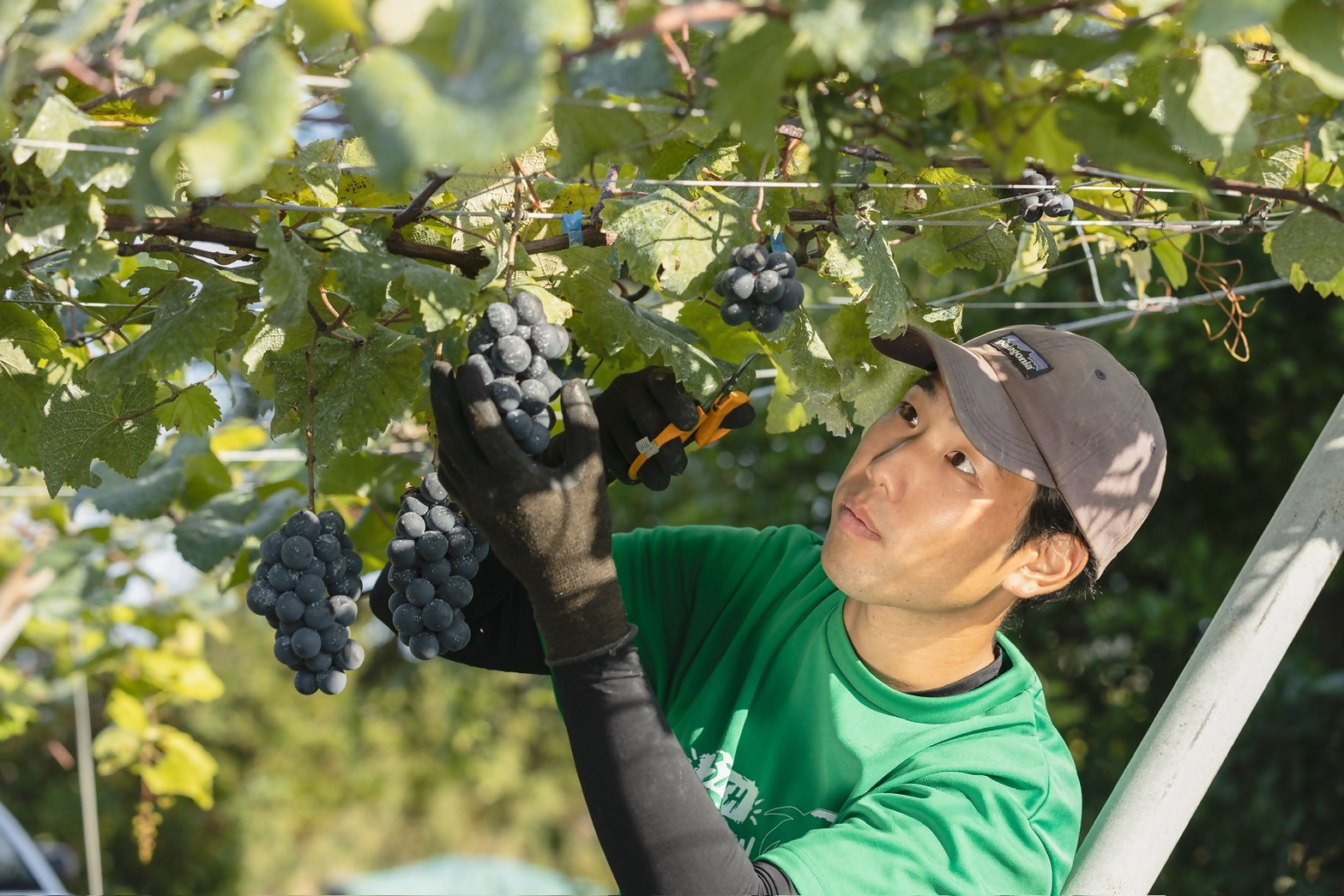 ブドウ地域おこし協力隊の仲間募集中！