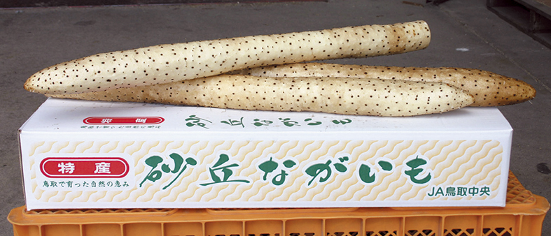 砂丘ながいもの画像