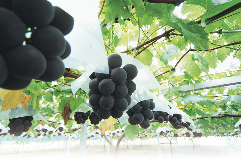 砂丘ぶどうの画像