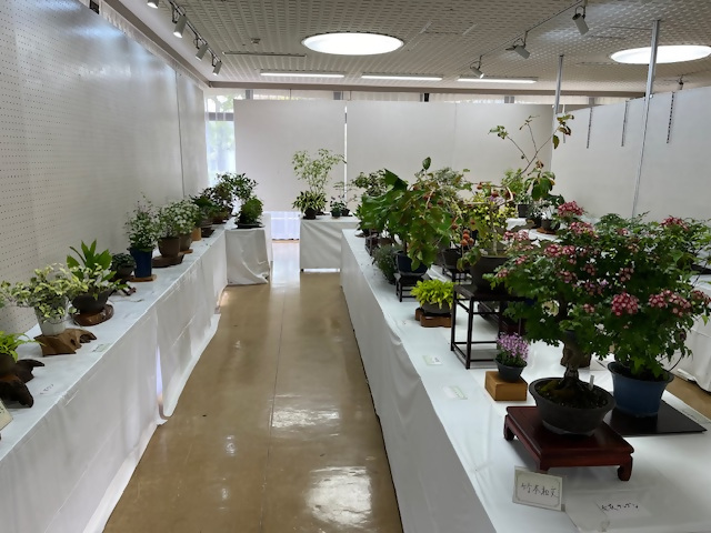 「愛草会」山野草展の画像2