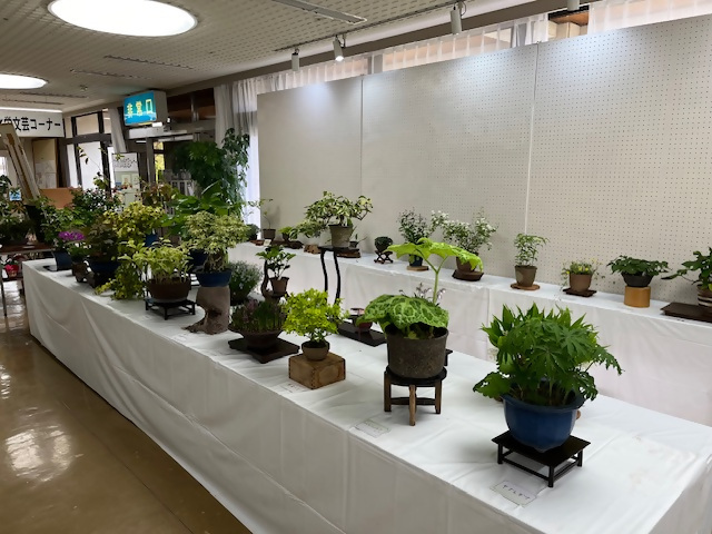 「愛草会」山野草展の画像3