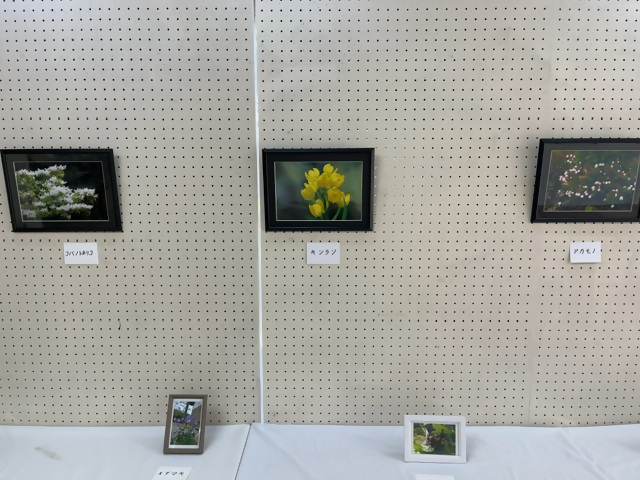 「愛草会」山野草展の画像6