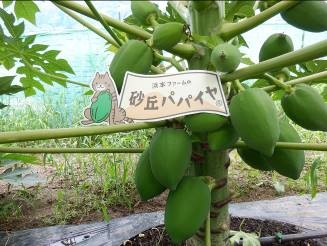 砂丘パパイヤふれあい農園（青パパイヤ）の画像1