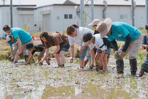 田植え